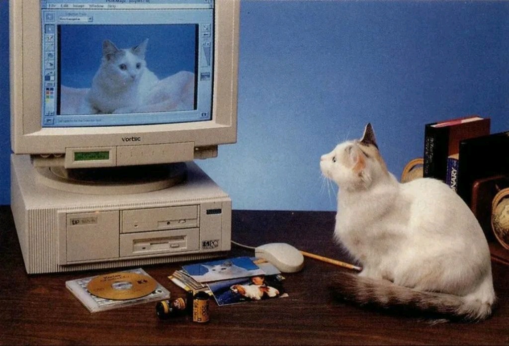 Cat looking at computer